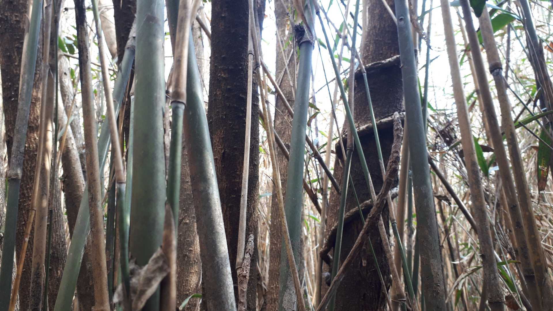 この辺が山頂かな？