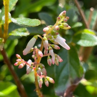 山道沿いにホツツジ🌸の群生です♪