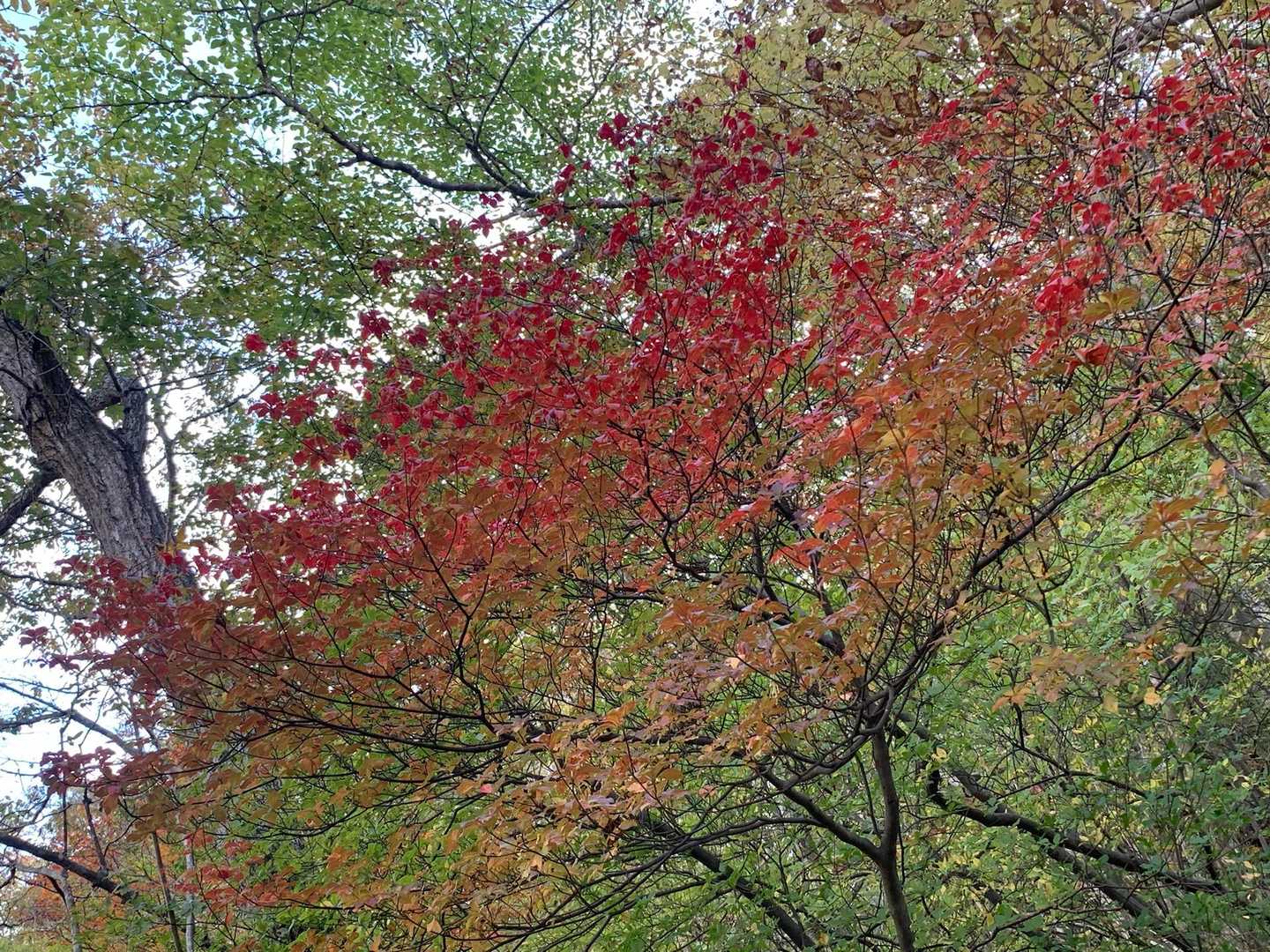 🍁🍁