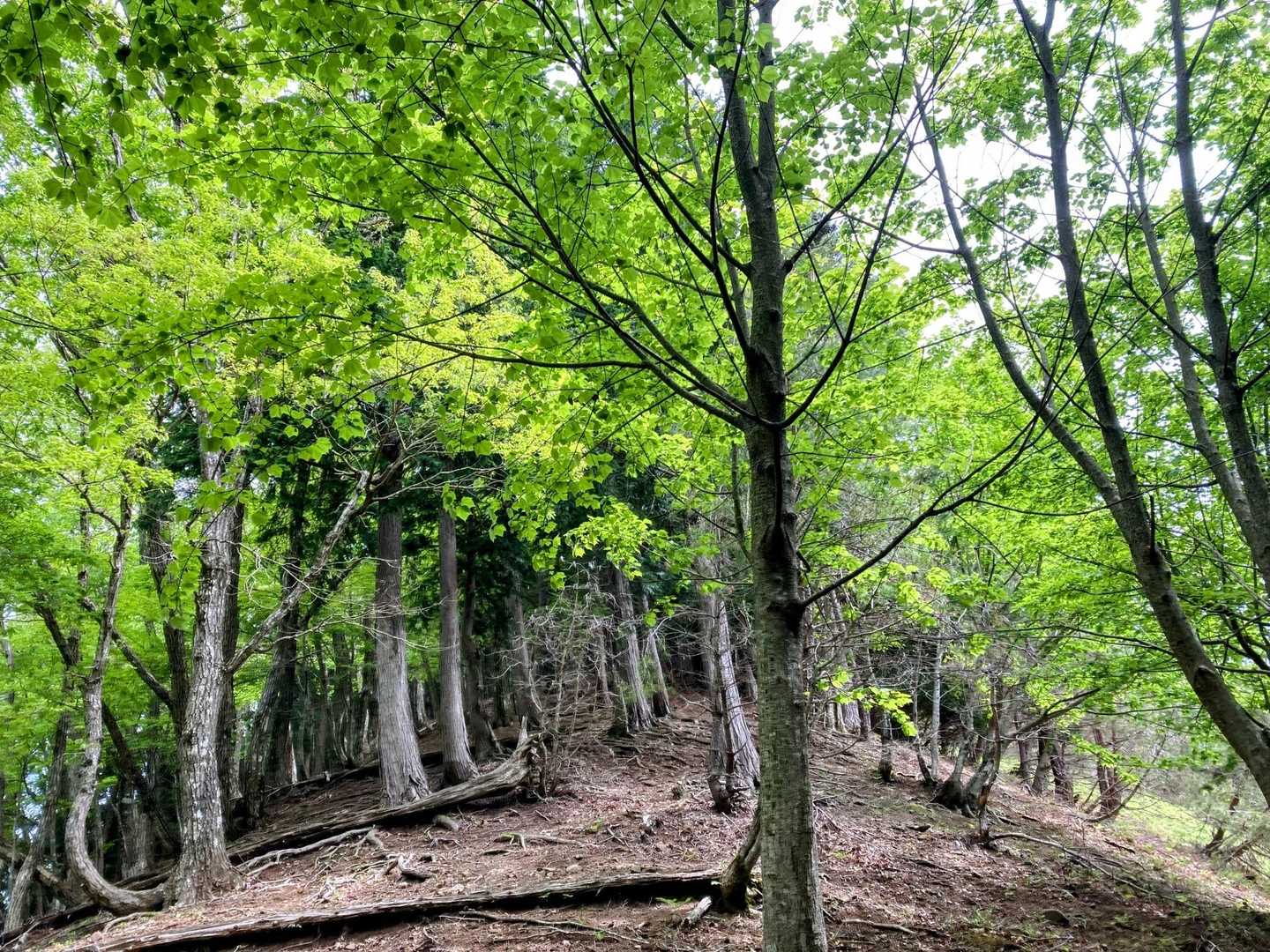 山頂までの尾根道にはいります