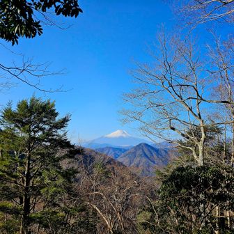 檜洞丸まではまあまあ登らされる。
急登の途中、振り返ればヤツがいた♪