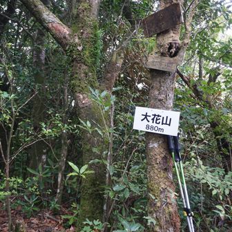大花山山頂
シャクナゲが多かったのが山名の由来。
植林が進み大群落も姿を消した。