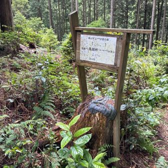 風超峠　ここからの雨山山までの近道わからずうろうろ