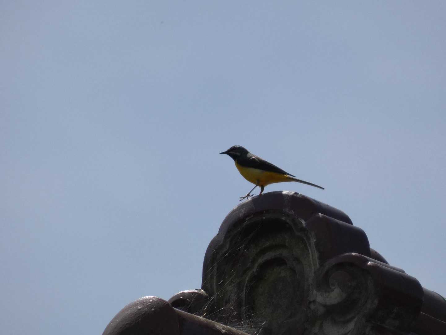 今日も野鳥がたくさんいましたが、撮れたのはこの一枚のみ(人里でしか撮れない😓)