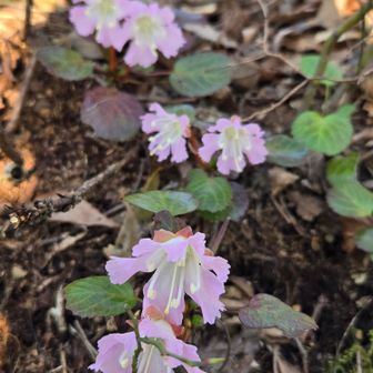 火燈山のイワウチワも見頃でした