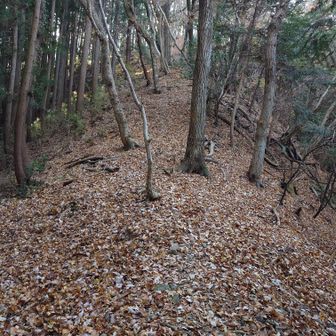 高留沢ノ頭山頂へのアプローチ