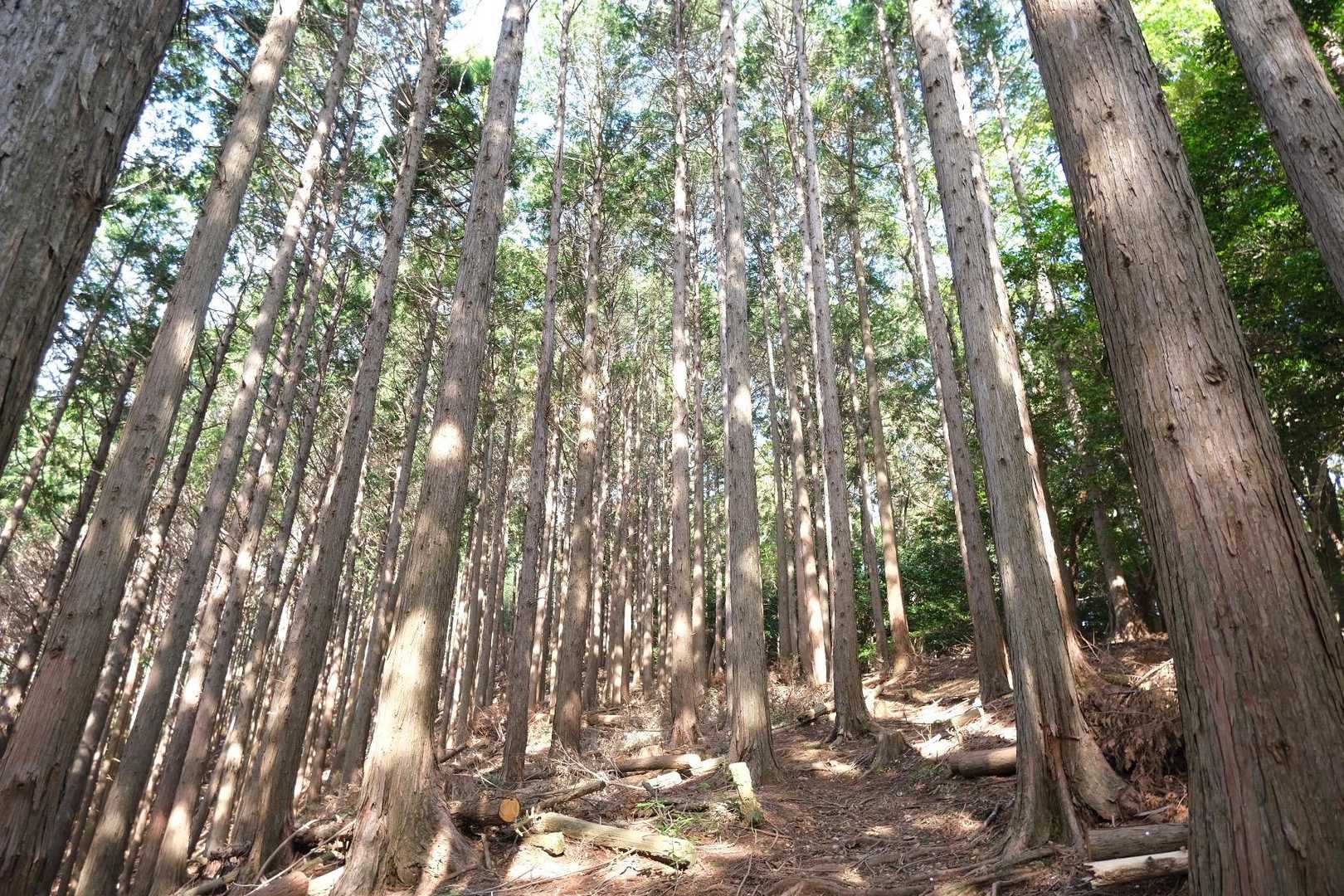 大平山-柏峠 縦走コースの写真