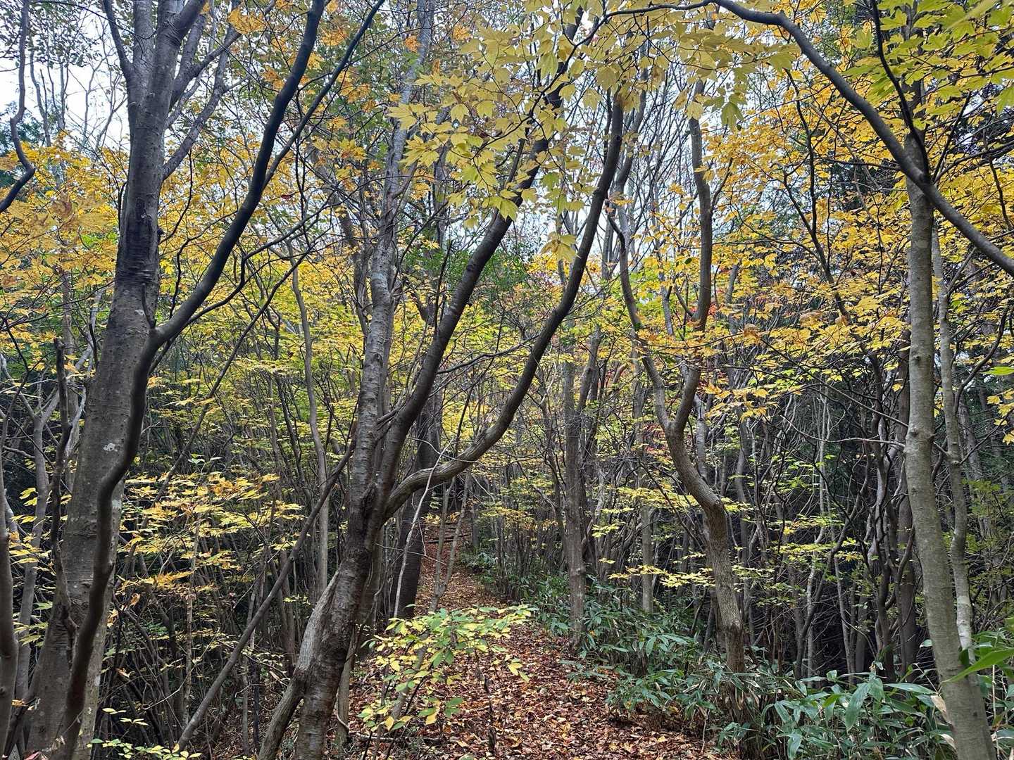 紅葉を堪能しながらゆっくり登ります