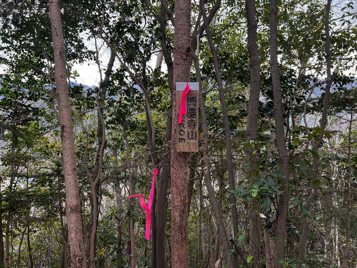興慶寺山⛰