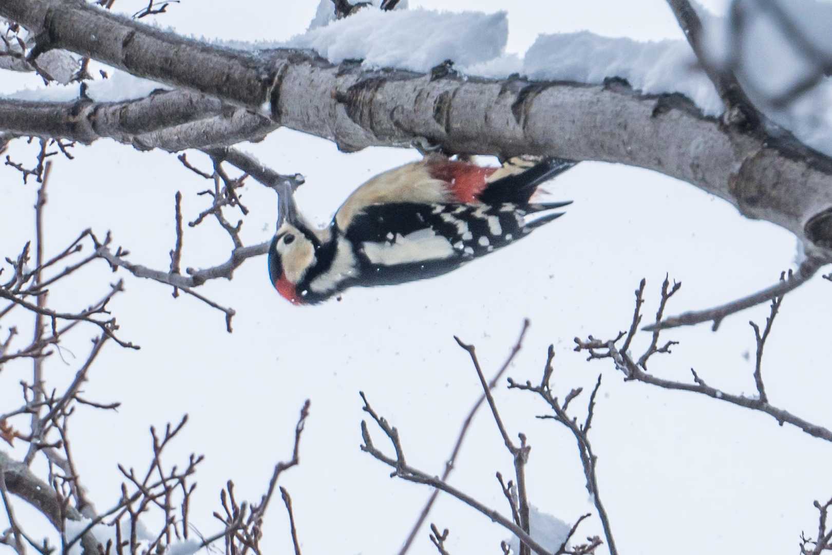頭上でキツツキが行ったり来たり