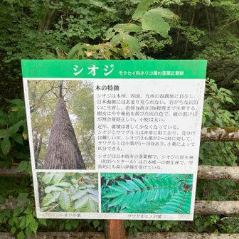 シオジの説明
日本一の群生林