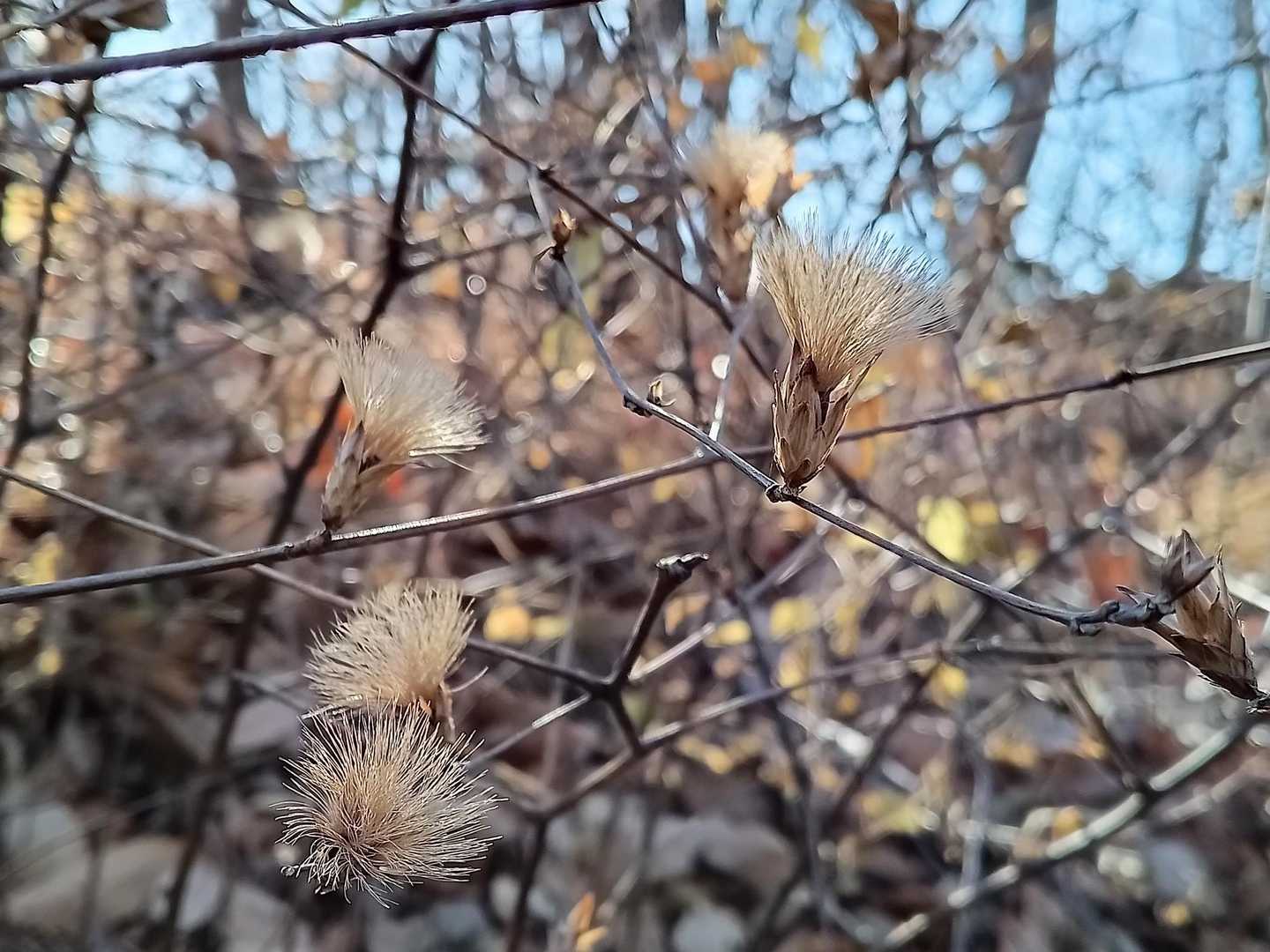 コウヤボウキ