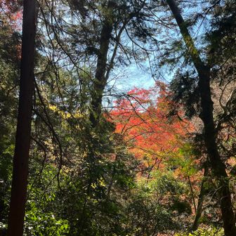 あまりの人の多さに、本日は3号路から2号路で下山します。
とても静かで、しかも遠目ながら紅葉を楽しむことが出来ました☺️