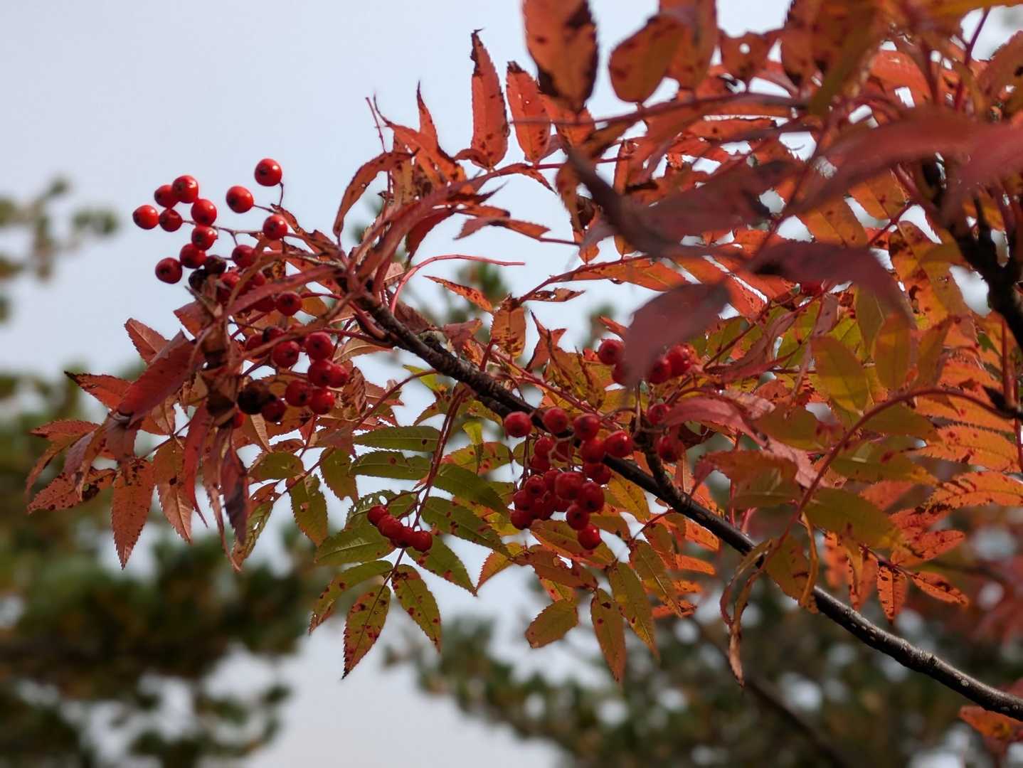 🍂🔴