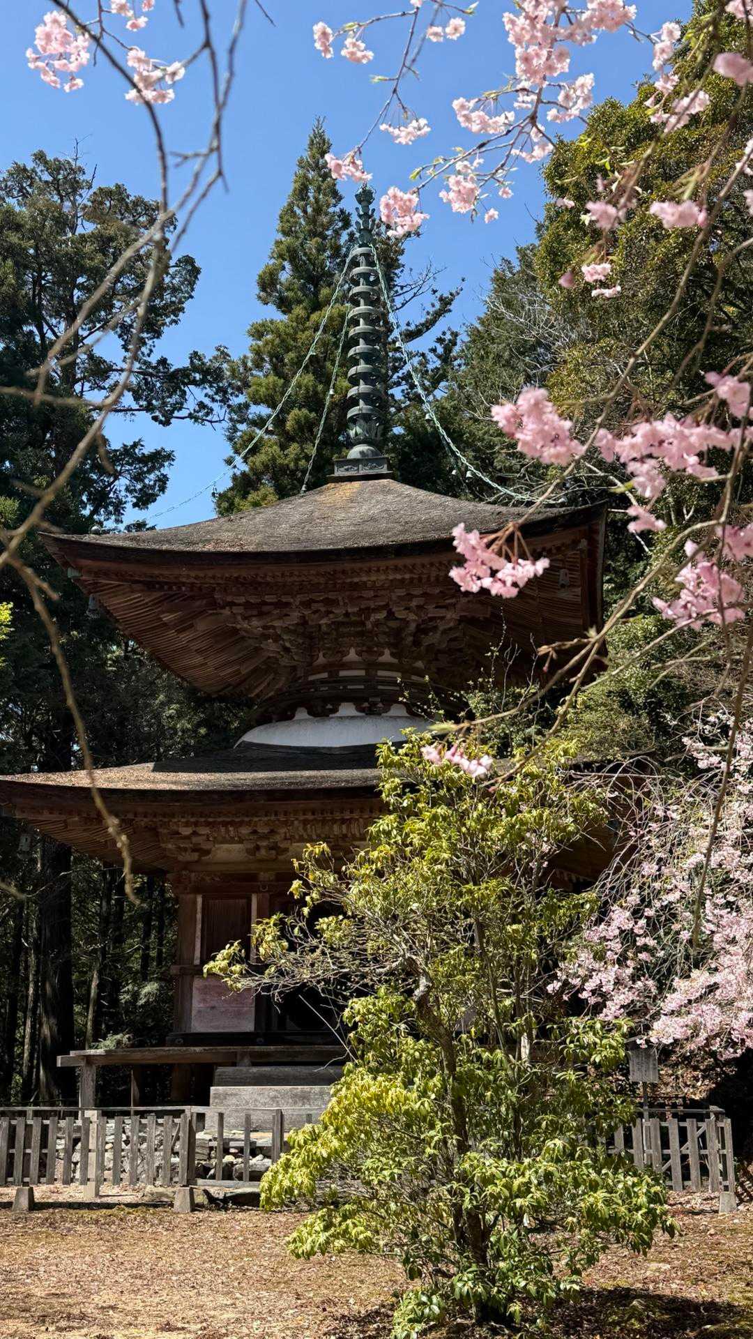 山頂手前の多宝塔と満開のしだれ桜