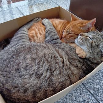 パルたか