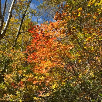 三平峠の紅葉