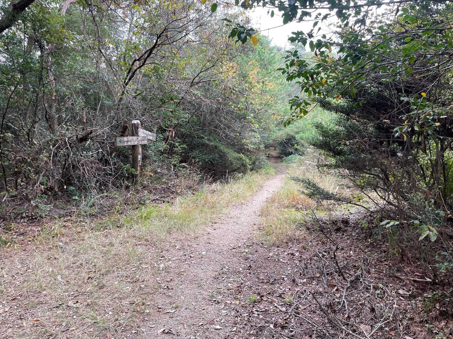 寂光院-継鹿尾山-石原登山口-大平山 縦走コースの写真
