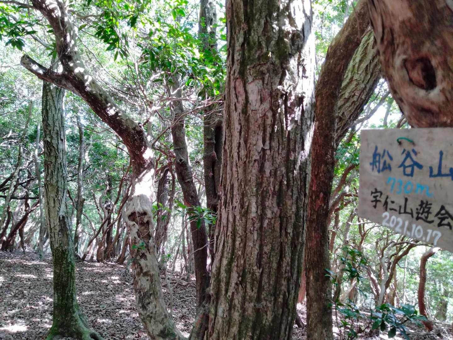 舩谷山-深山 往復コースの写真