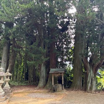 立派な御神木🌲