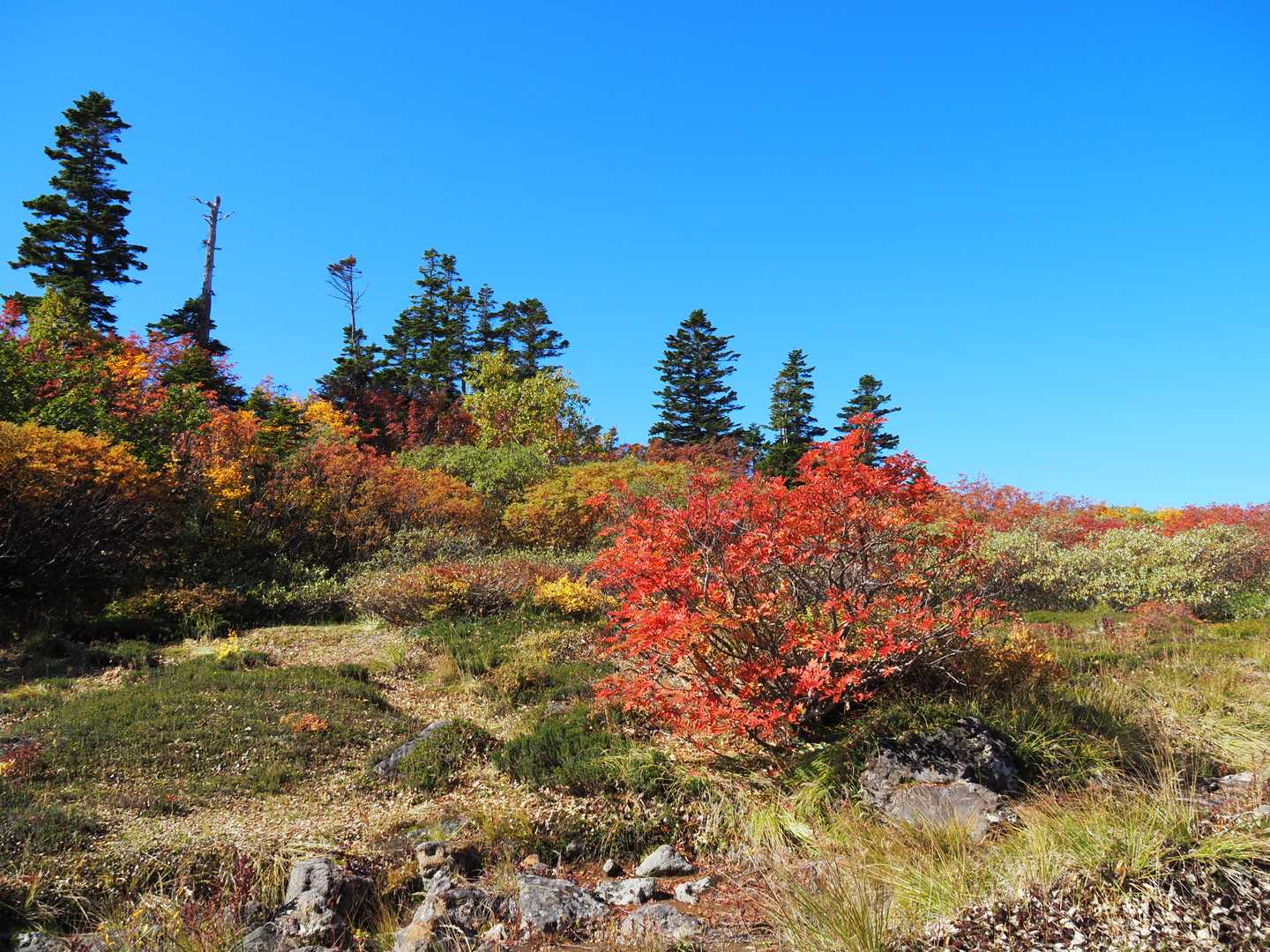 火打山 往復コース | 天狗の庭の湿原と花、CNNも選んだ「天上の楽園」への道の写真