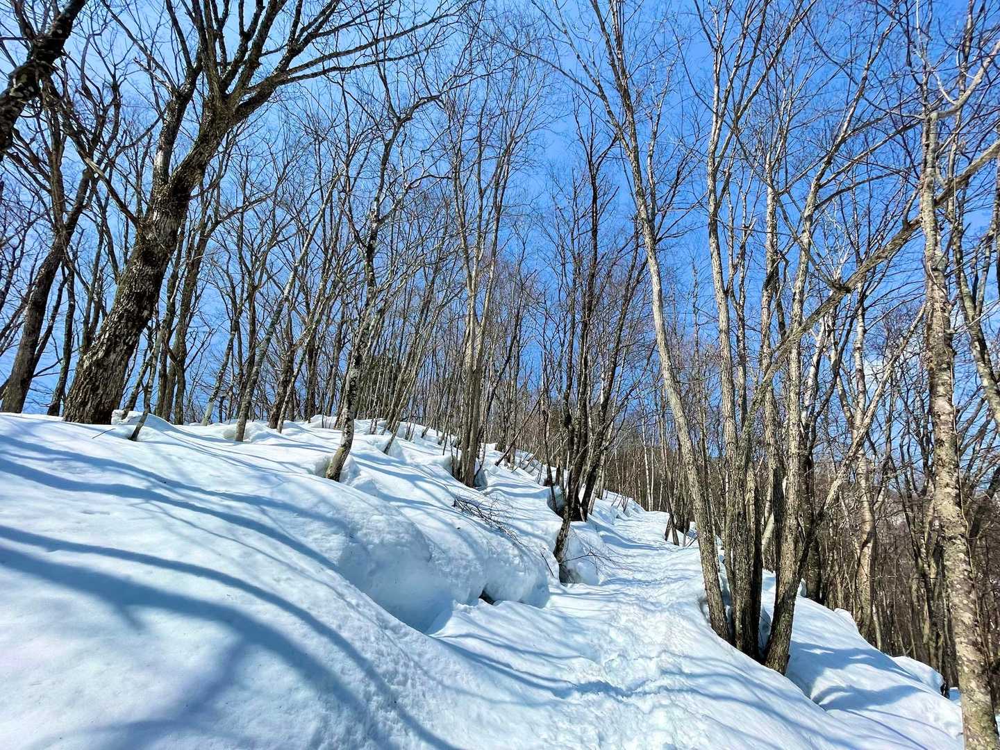 尾根コースは眺望良いです🏔️

ただ、下の方の杉林を抜けると
ずっと落葉樹帯で陽がさんさんと当たる‥
暑いし雪解けて足元ゆるゆるだし
何より眩しい☀️

いい加減にサングラス買いましょう。
前日からの晴天雪山ハイクで
目がムスカです🫣