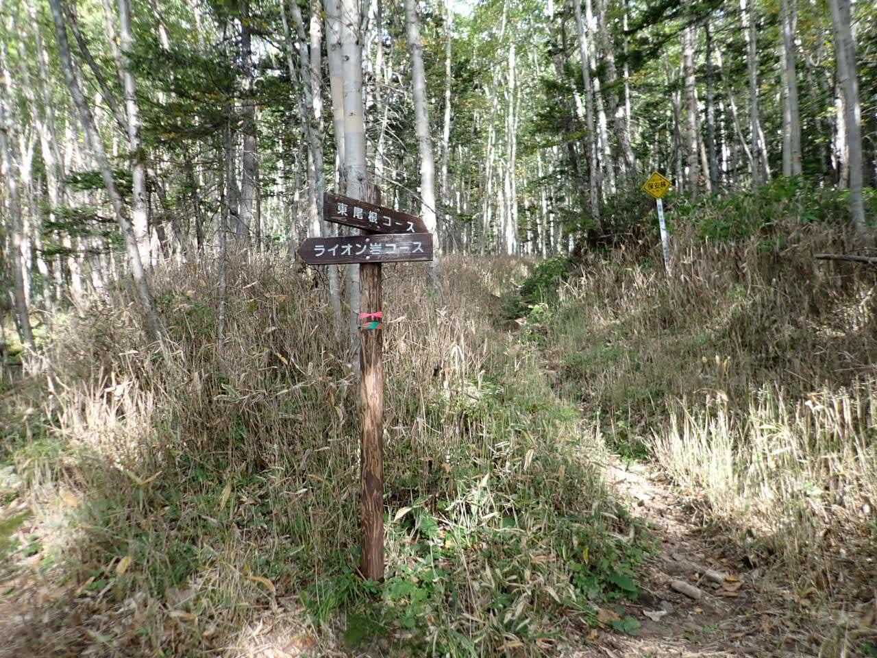 15分ほどで　分岐　東尾根コースから登ります。