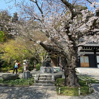 長谷寺では境内そばに🌸