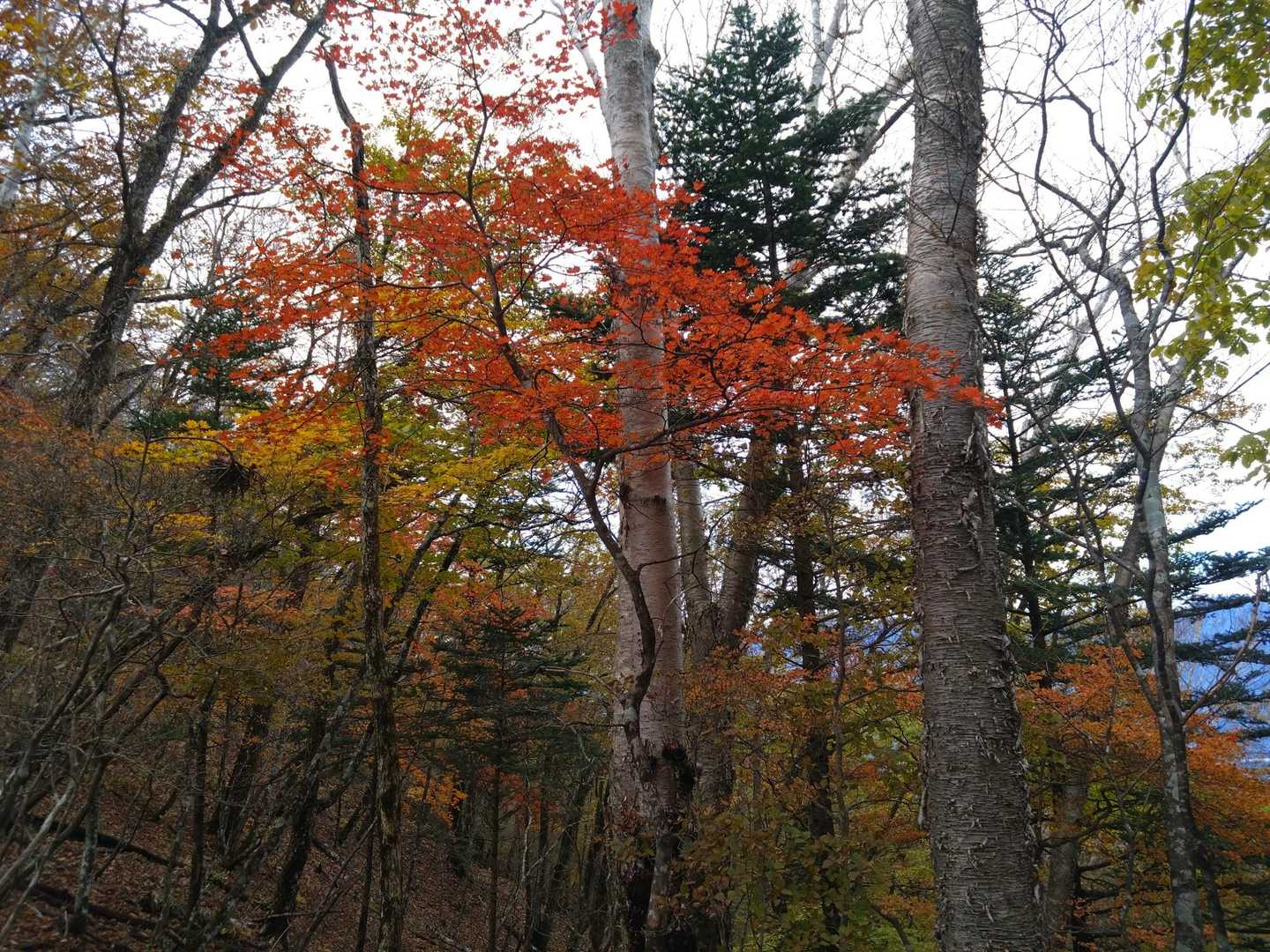 🍁✨