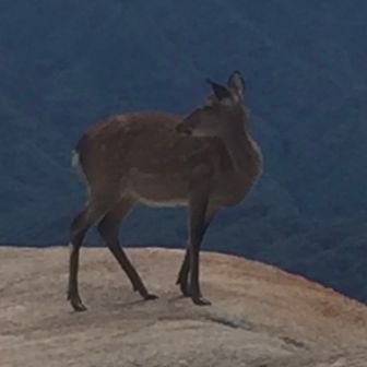 のんびりした鹿