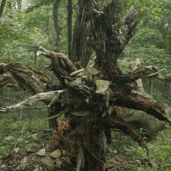 映画バイオハザードIV・Vで出てくる、口が開くゾンビ思い出しました
