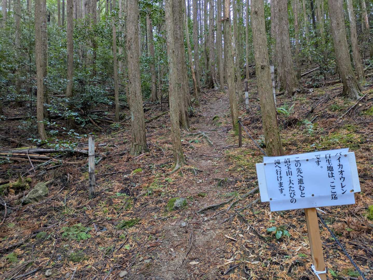 自生地を登ると舗道に出ます