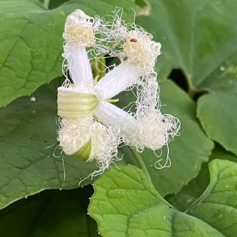 カラスウリ🌼
ちょっと閉じてます😅
