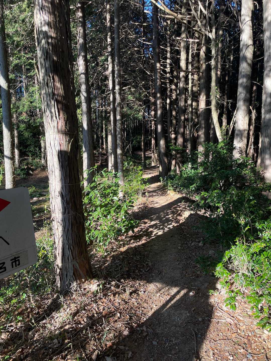 ここからの登山道、好きです
