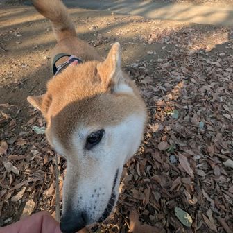 終点、七尾山に到着。トップが分からないけど、ご褒美おやつ！