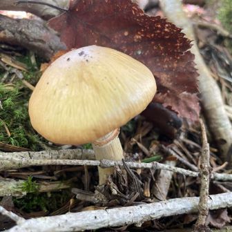 ショウゲンジ？　標高2500m付近
2年前鳳凰三山でオオツガタケ見つけたので期待してましたが見つからず
密かに期待していた松ちゃんも無し
