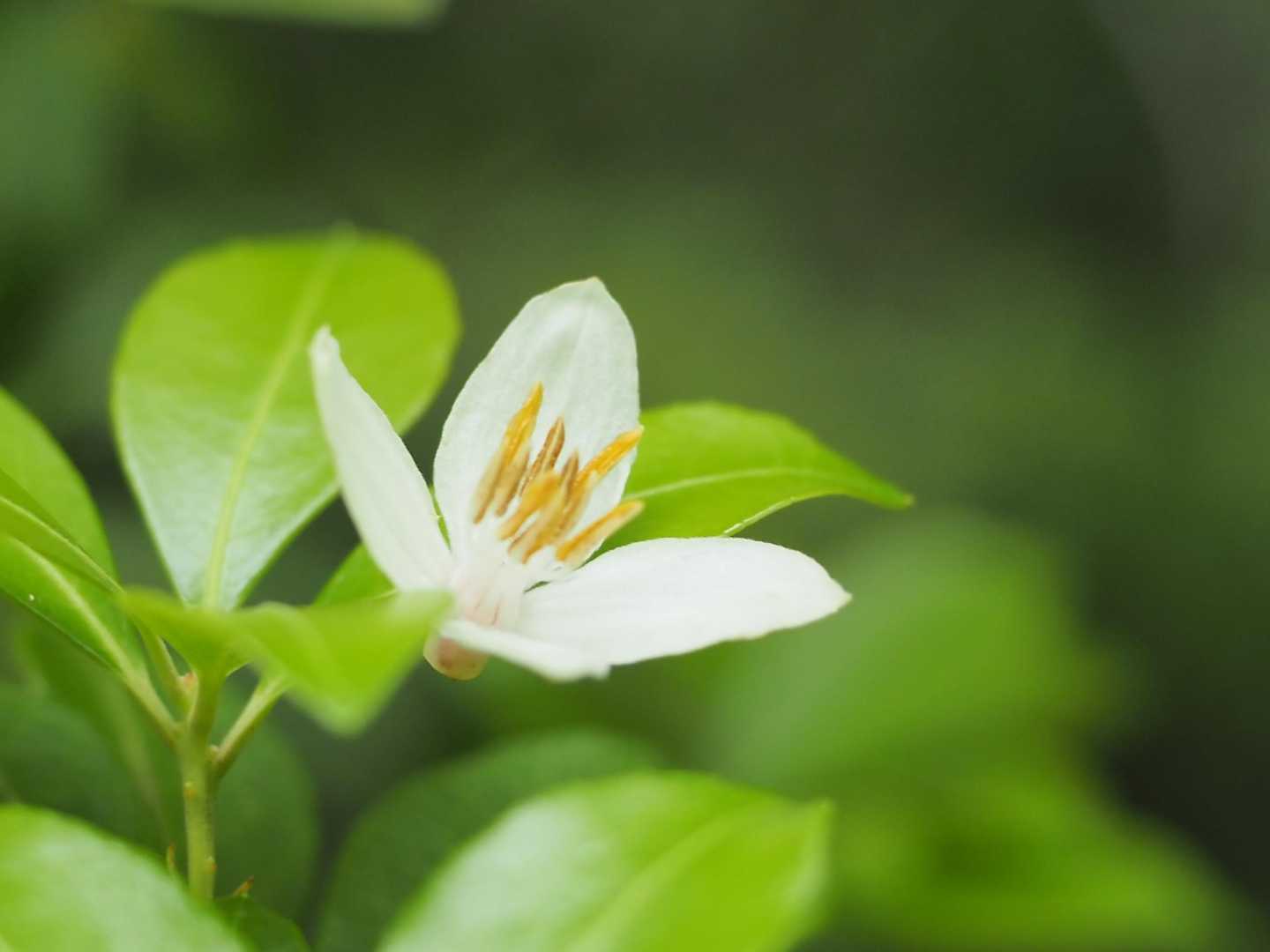 落花したエゴ