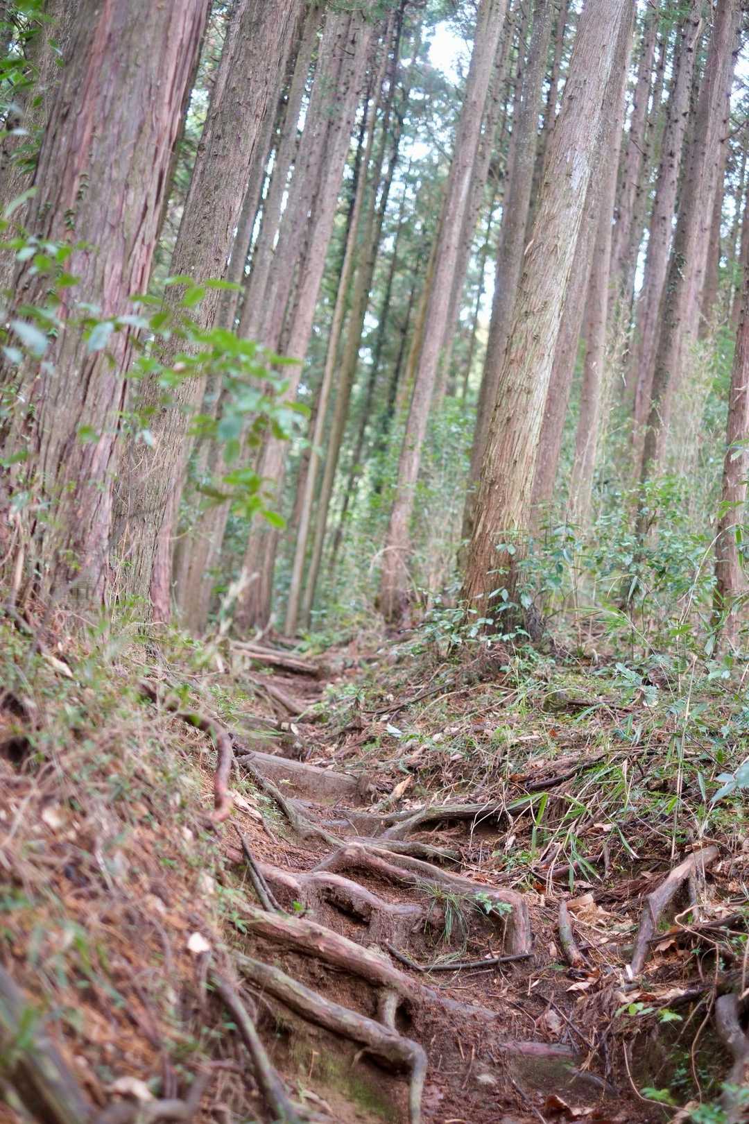 御岳渓谷入口-高峰・日の出山登山口-高峰山-梅野木峠-三室 縦走コースの写真