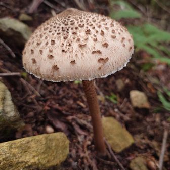 登山道脇で見つけた傘に斑点のあるキノコ 
今日も 🍄祭り 😉