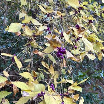 ムラサキシキブ