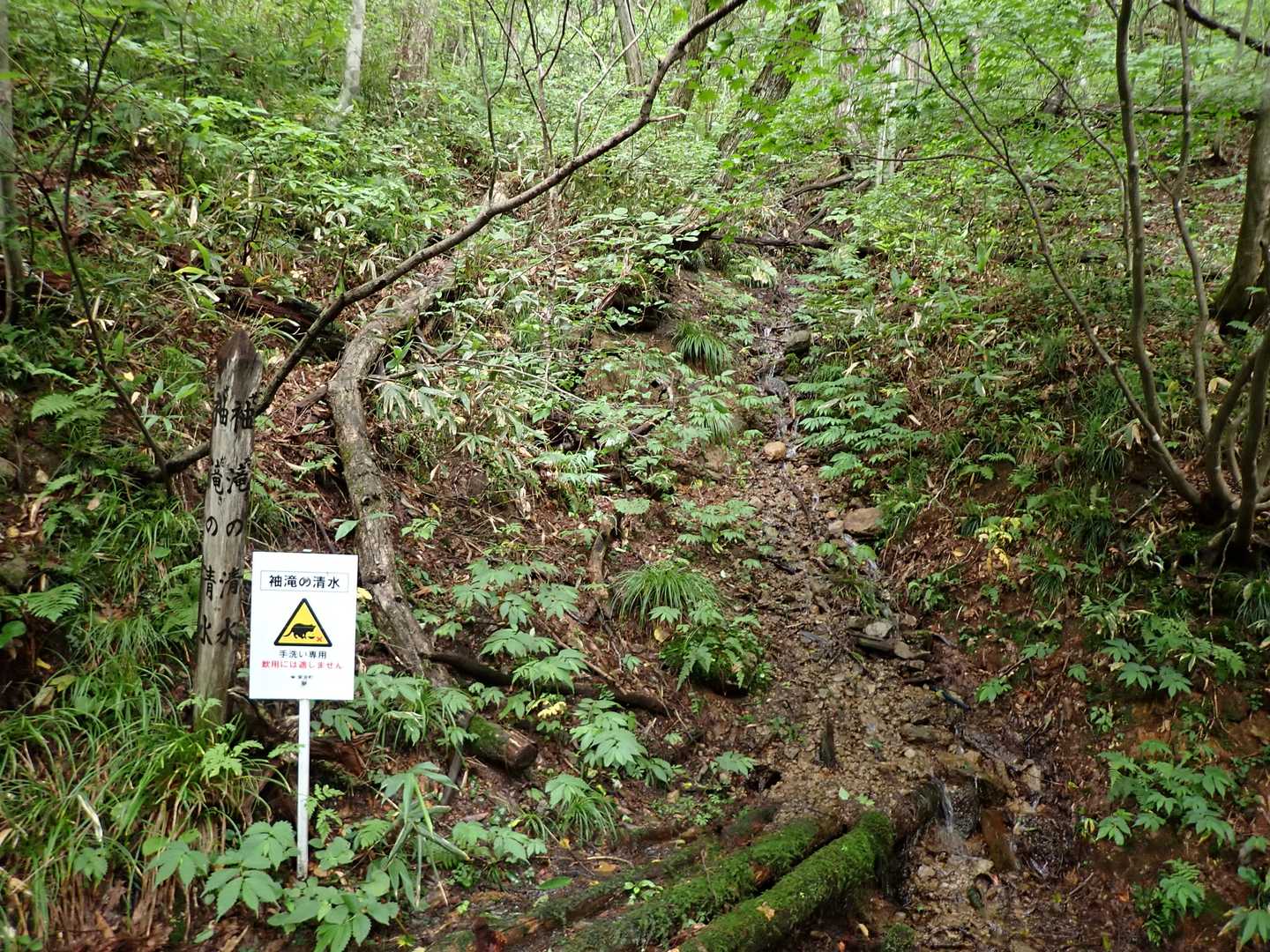 東根山 往復コースの写真