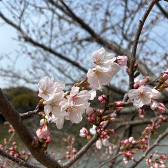 可愛らしい🌸🌸が、咲いていました。