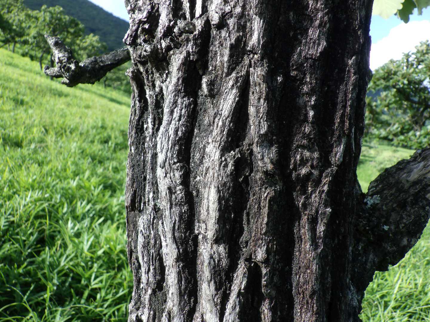 それはこのコルクのような樹皮が火入れの炎から木を守っているからなんですね