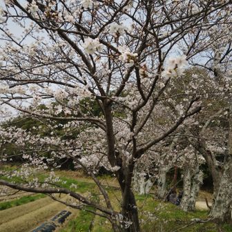 耳成山取り付き。桜の時期で皆さん行楽日和で楽しそう。