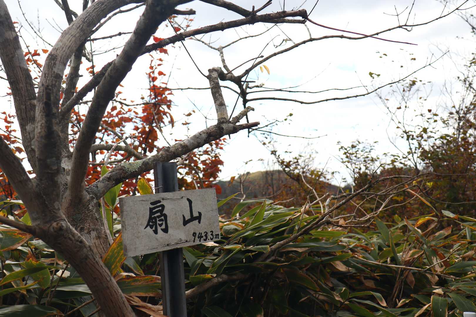 扇山から星山へ
ここで時間を計算すると下山が１７時を超えそう😞
植林帯はすぐに暗くなるので
ここで引き返すことに‼️