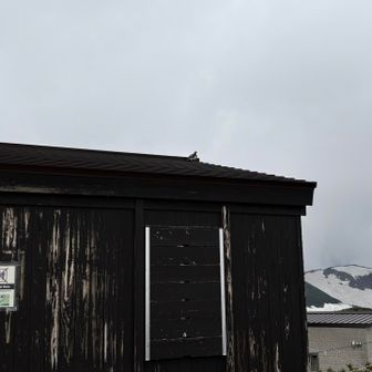 火山ガス情報ステーション
屋根の上に⁉️