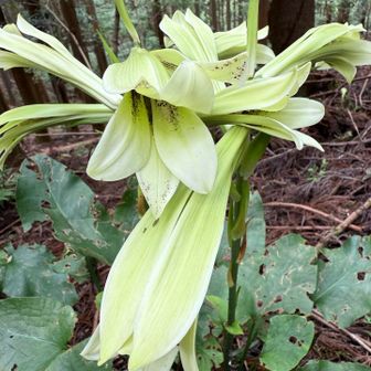ウバユリ。開花の時期にはすでに葉が痛んでしまうことからウバの名がついたようです。