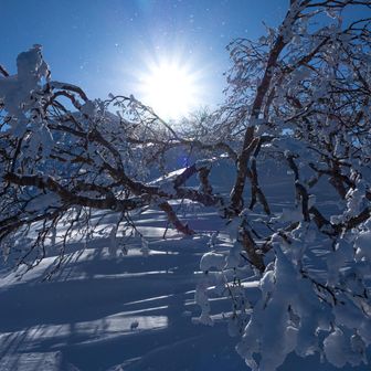 樹氷の名残りが寂しげに思えた😌