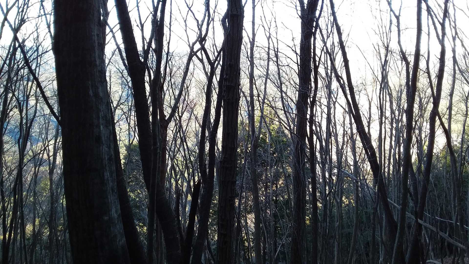 大峠 往復コースの写真