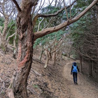 左側はリョウブやら